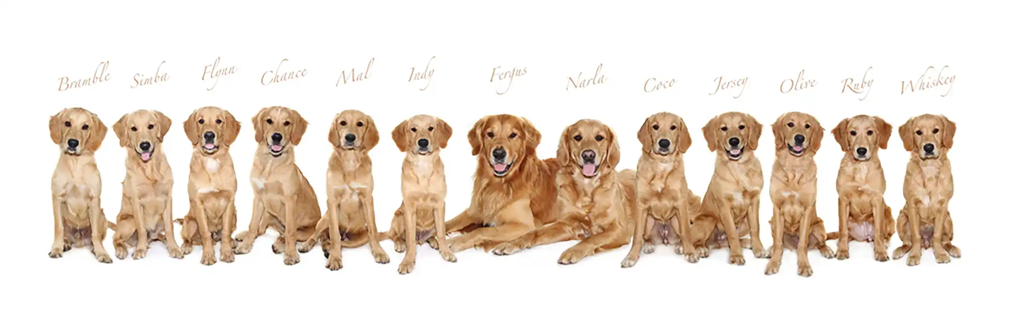 Goldbounty Golden Retrievers